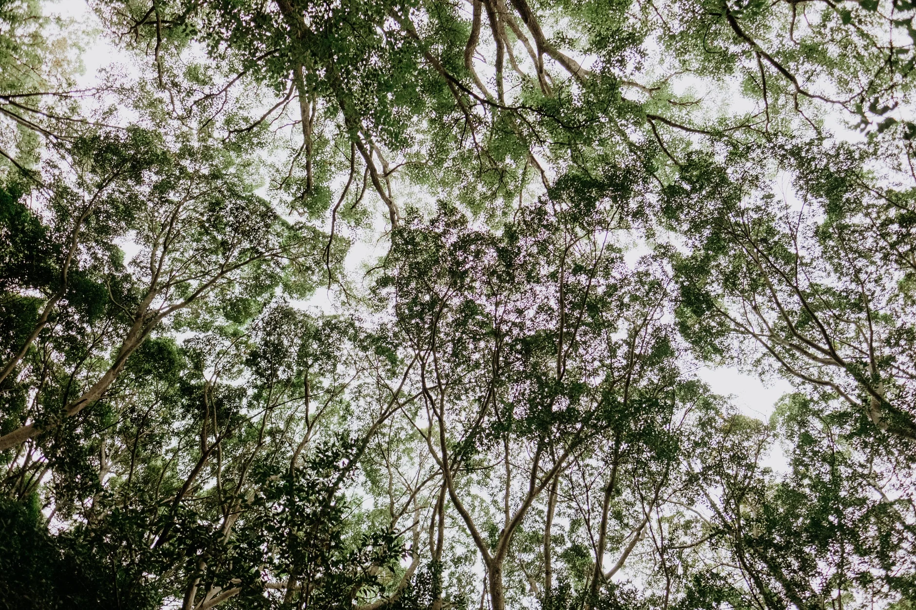 ant&sarah0466a_Byron-Bay-Wedding.jpg