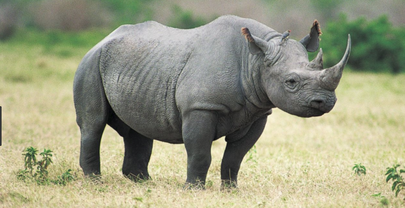 black rhino.PNG