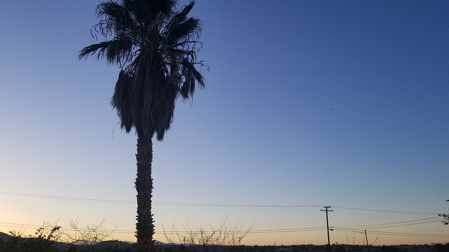 Palm Tree at Sunset