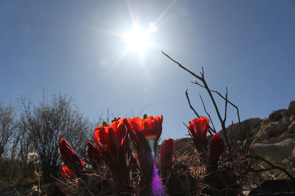 Vedic Meditation Retreat in Joshua Tree, California
