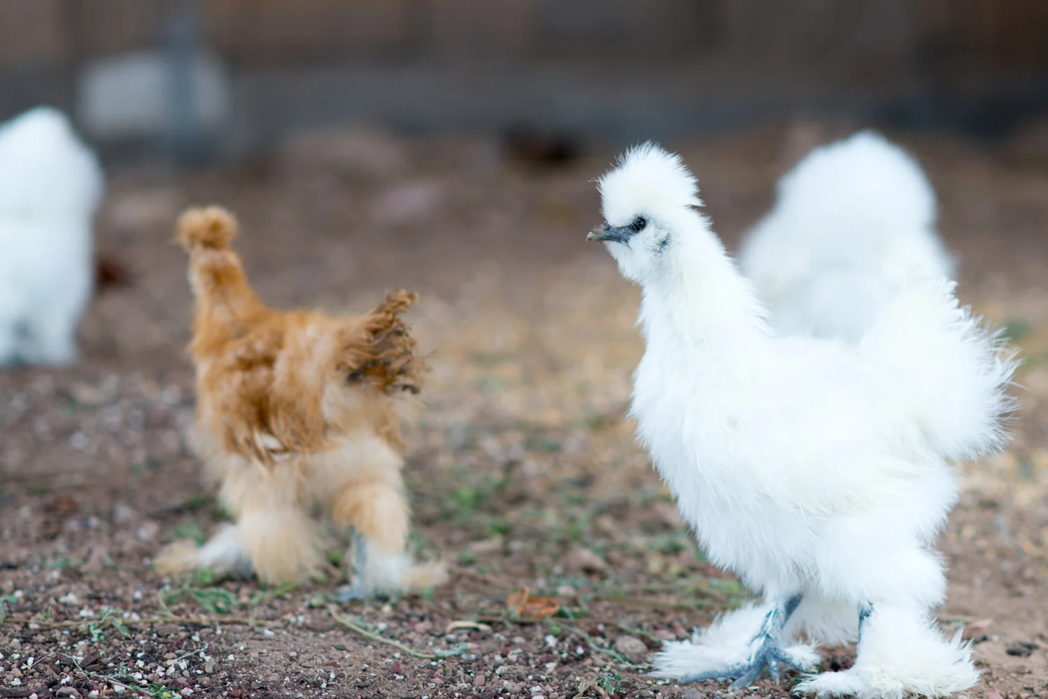 Resident chickens at Sunrise Springs Spa Resort.