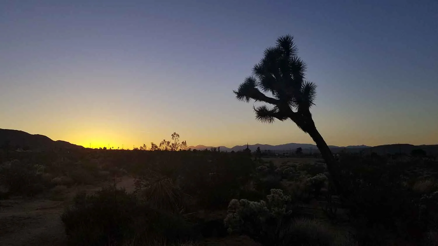 Sunset in Joshua Tree.
