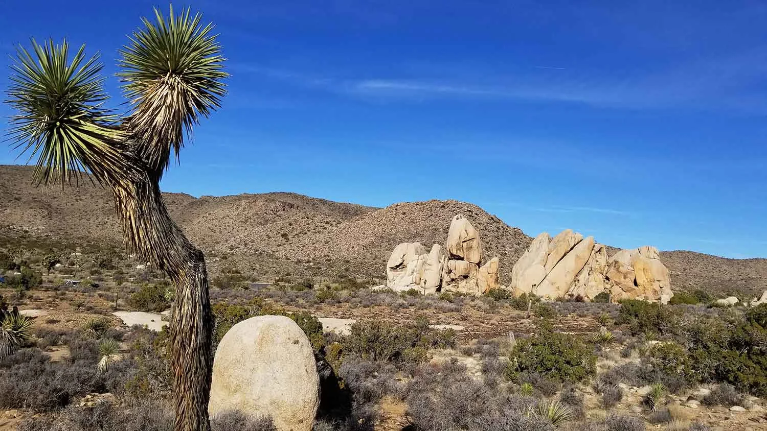 Joshua Tree National Park in southern California.
