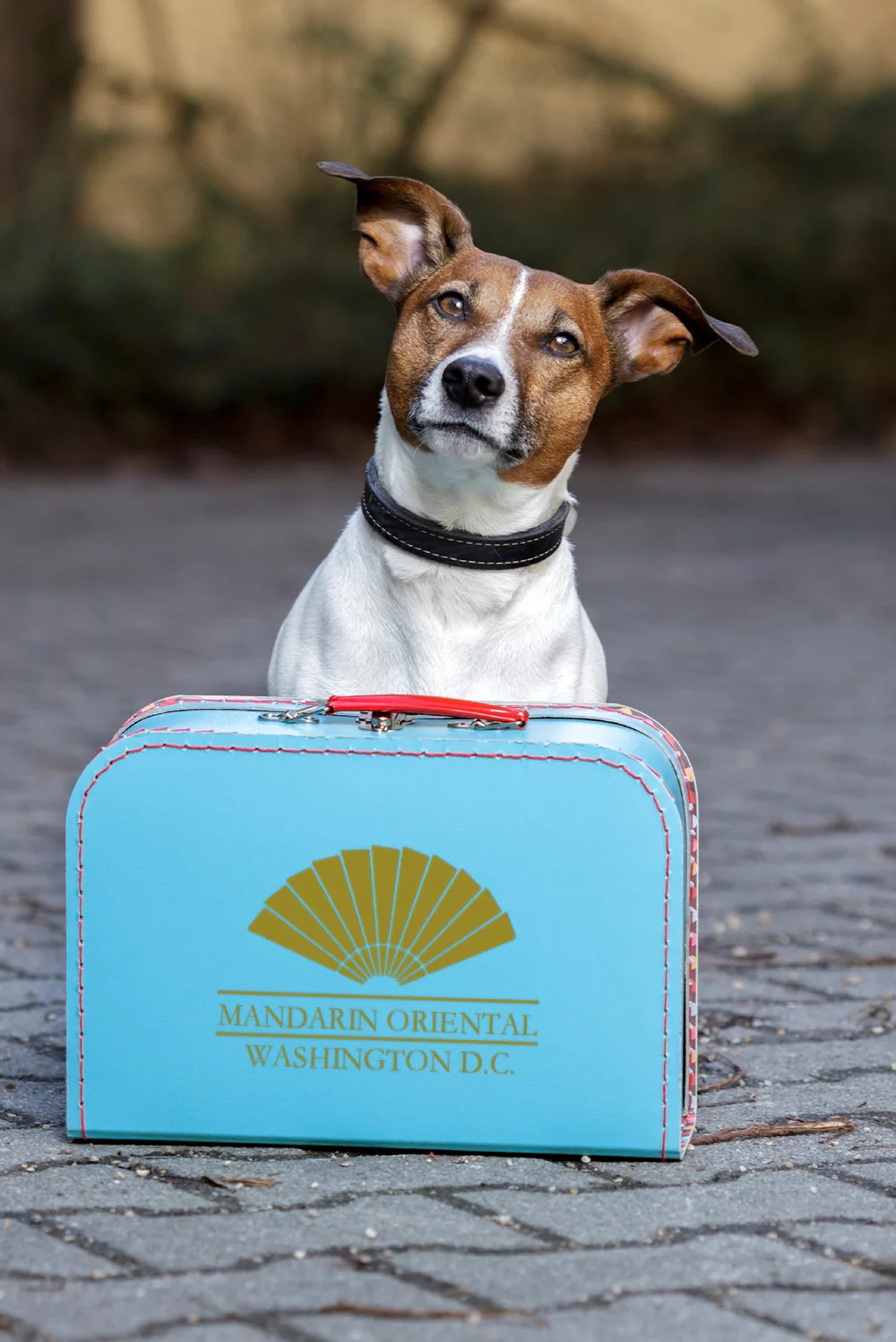 During the Chinese Lunar Year of the Earth Dog, Mandarin Oriental, Washington DC is treating four-legged guests and their owners to exclusive luxury experiences.