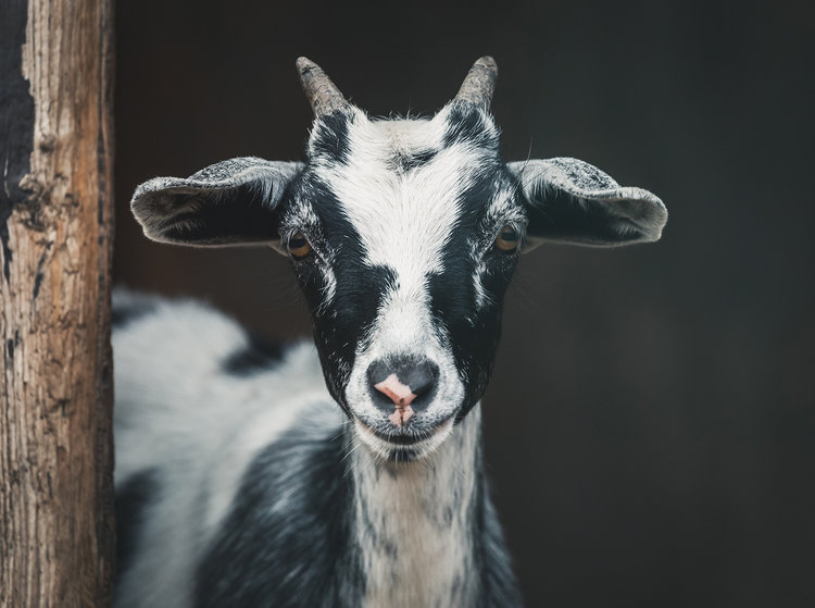 The goat (Capricorn) is driven, calculating and ambitious.