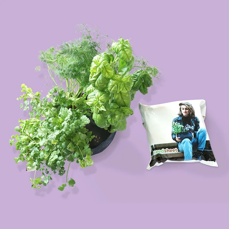 Grow Your Own Herbs and Veggies With Seedsheet's Mini Garden Kits