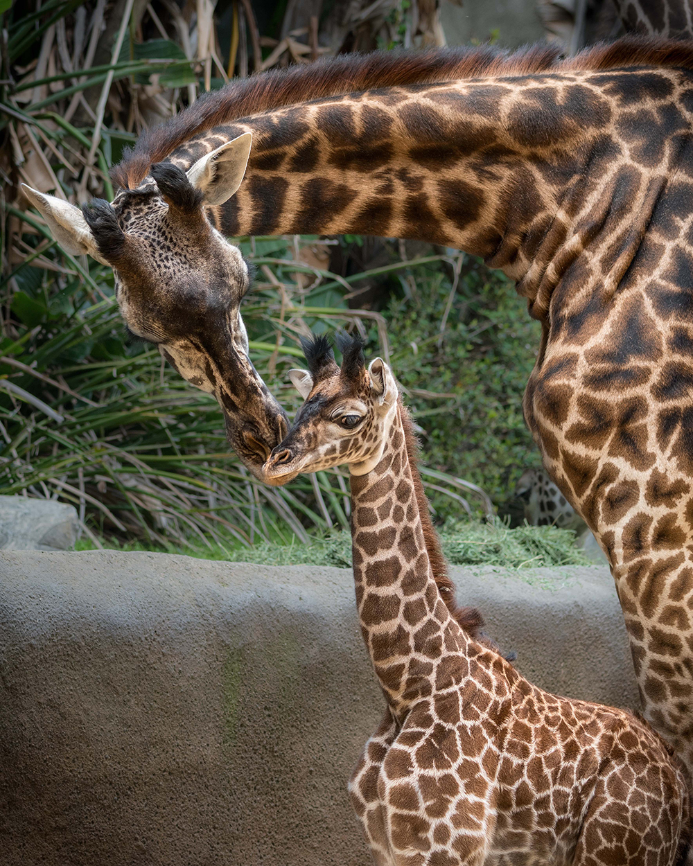 Unwind with Yoga, Meditation, and More During Self-Care Saturdays at the Los Angeles Zoo