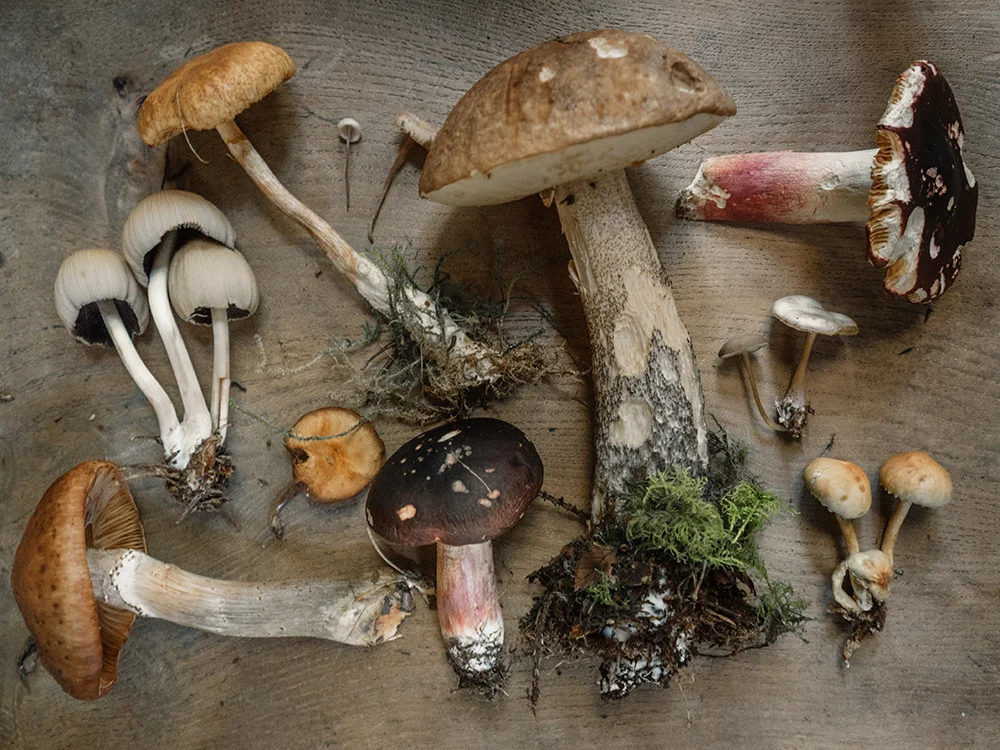 The Skin Care Benefits of Mushrooms