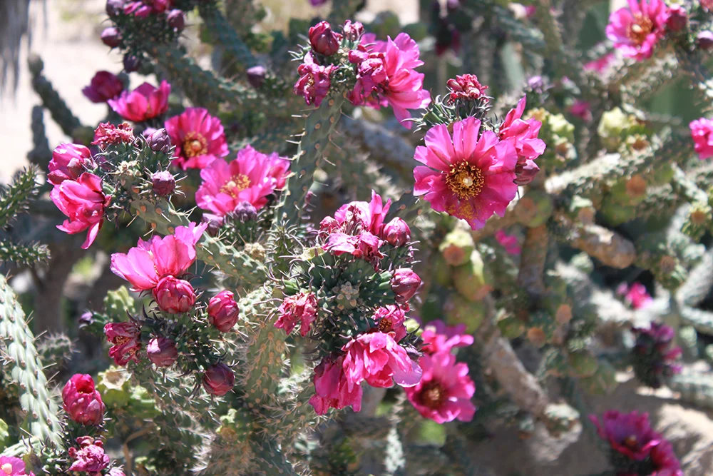 Wildflower Discovery in Twentynine Palms, California