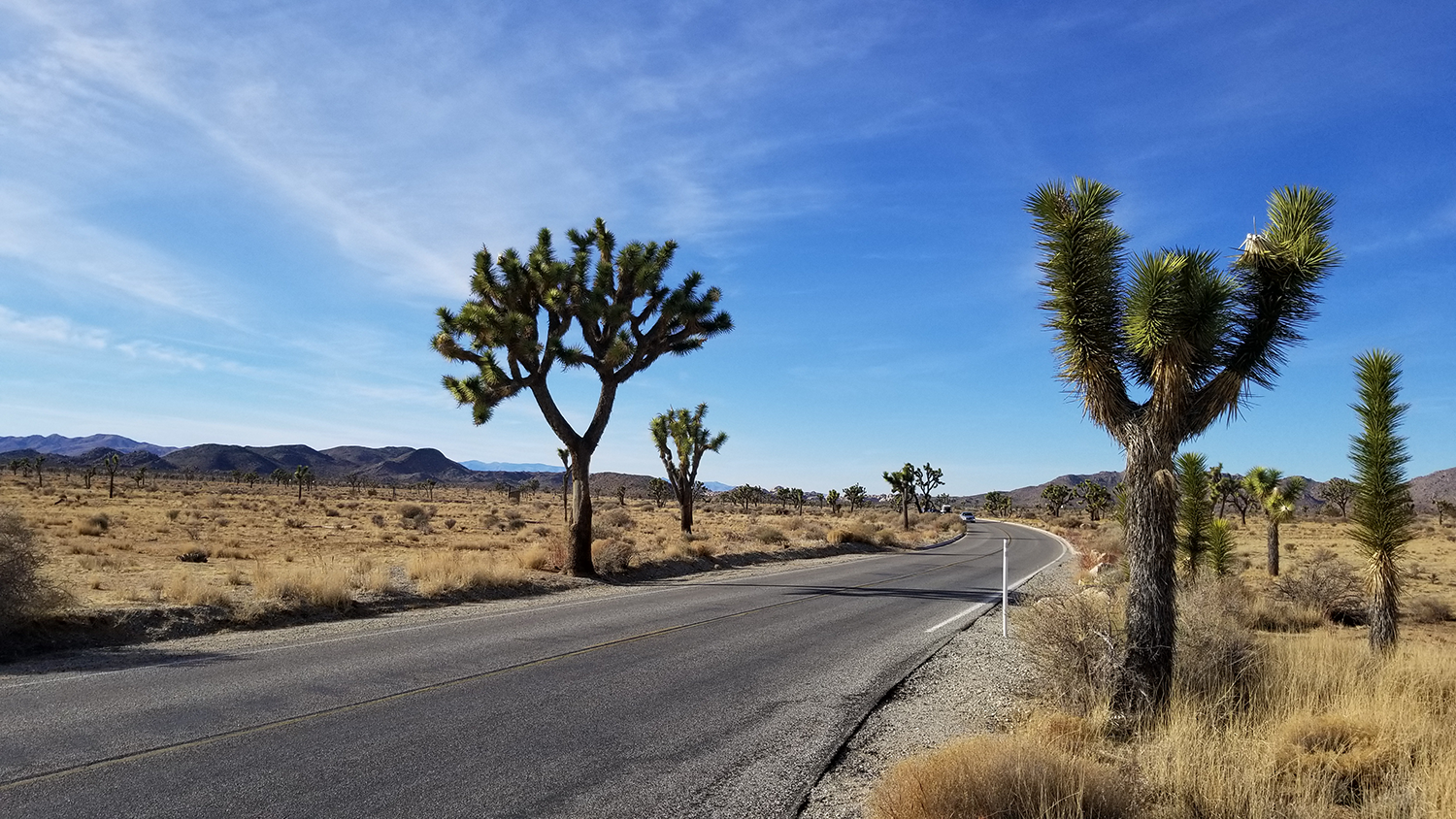 Joshua Tree 55 Community Bike Ride