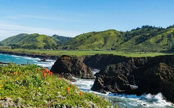 Spring in Mendocino: Forest Bathing, Foraging, Wildflowers and Wine Tasting