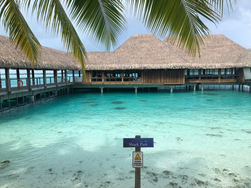 Black-tip sharks make their home in the enclosed water park underneath the restaurant.