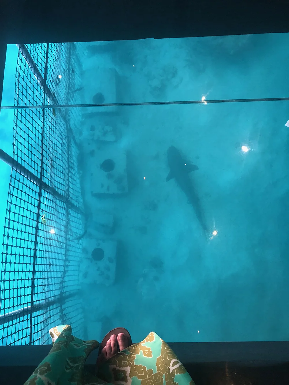 Watch the sharks and sea life swim beneath glass panels in the restaurant’s floor.