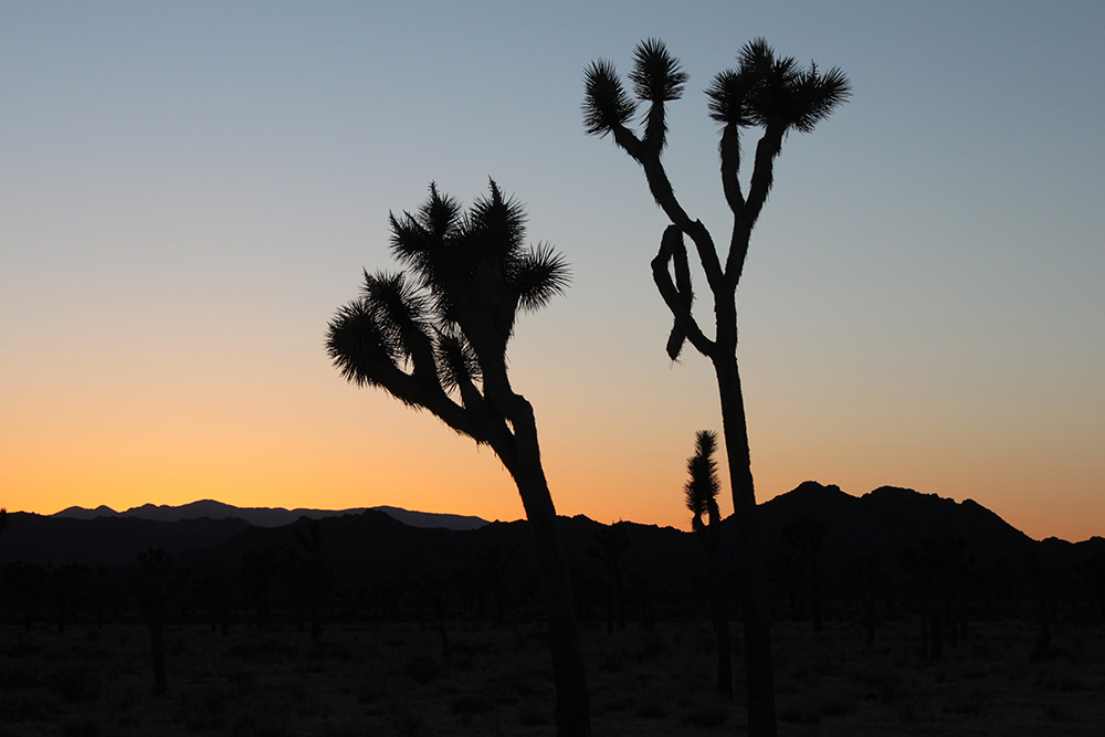 Get Paid $1,000 to Take a Digital Detox Vacation in Joshua Tree