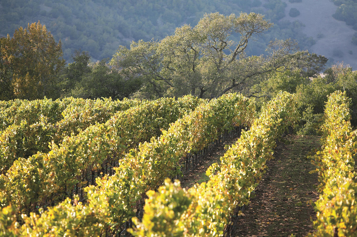 Wine Country Landscape.jpg