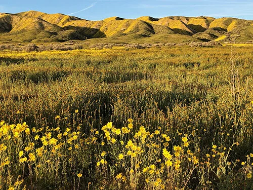 Wild Flour Celebration