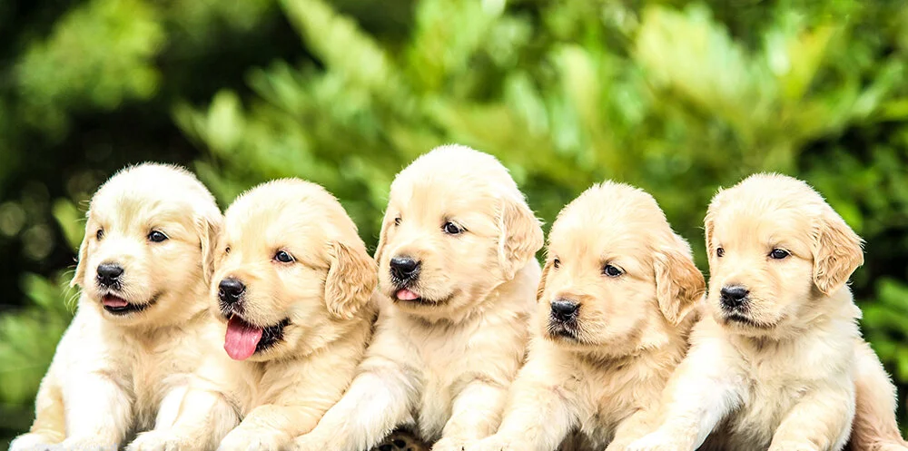 Cute Animal Live Cams to Watch for Calm and Relaxation