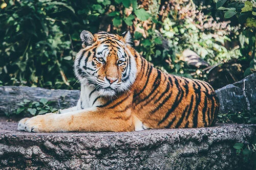 Tiger-Inspired Beauty Products, Clothing and More
