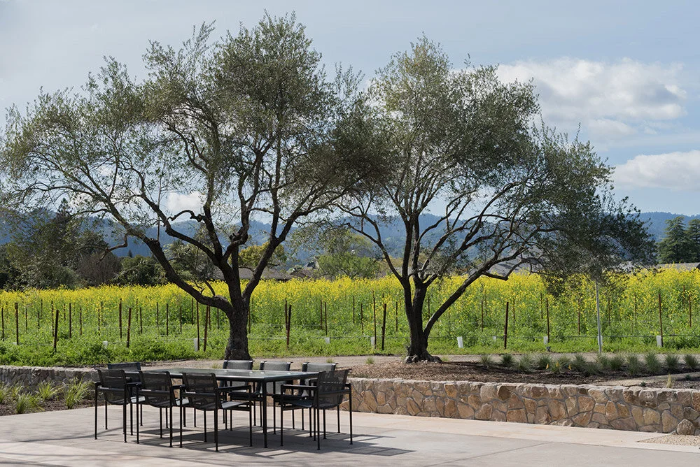 Napa Valley Travel: TOR Napa Valley Offers Private Tasting Experiences for Summer and Harvest
