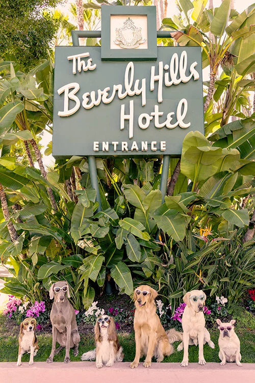 Photographer Gray Malin Releases "Dogs at The Beverly Hills Hotel" Photo Series © Gray Malin