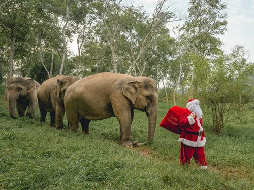 Enjoy a Virtual Visit from Thailand's Elephants and Santa Claus
