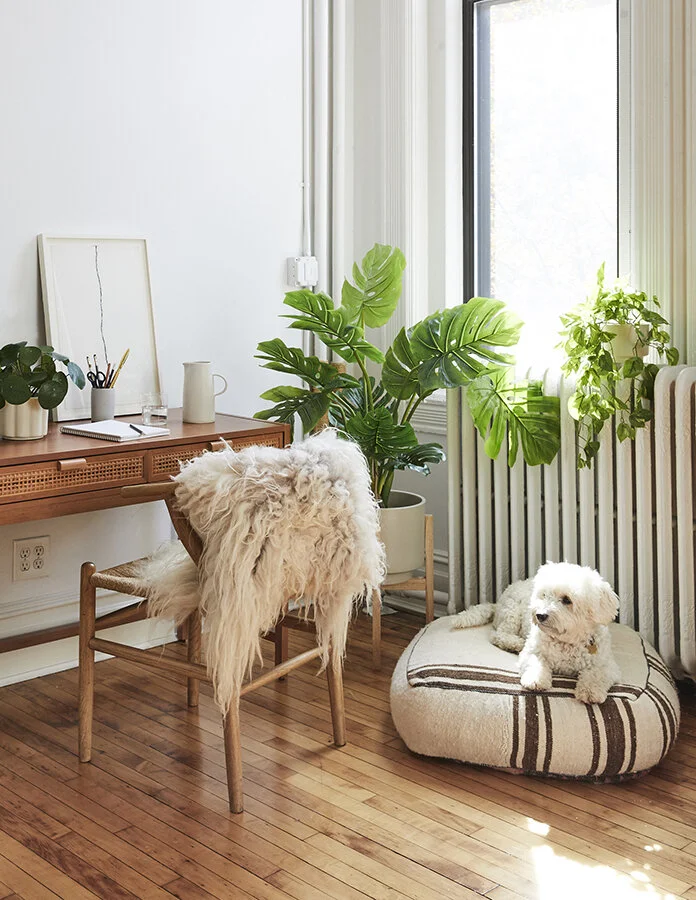 These Faux Plants From the Sill are Fuss-Free and Fabulous