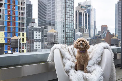  INNSiDE by Meliá New York Nomad Debuts Luxury Pet Amenities