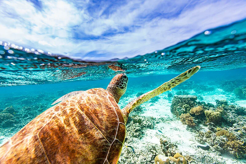 Celebrating World Oceans Day: How Sandals Resorts Supports Ocean Sustainability
