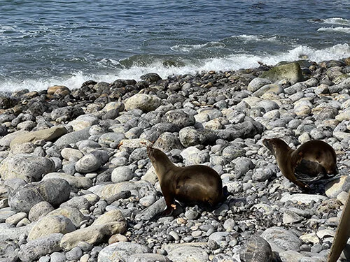 Terranea Resort Celebrates World Ocean Month With a Sea Lion Release