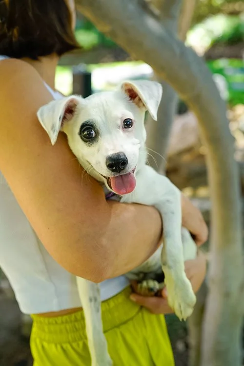 Sign Up for a Puppy Yoga Class With Adorable Adoptable Dogs at The Langham Huntington, Pasadena