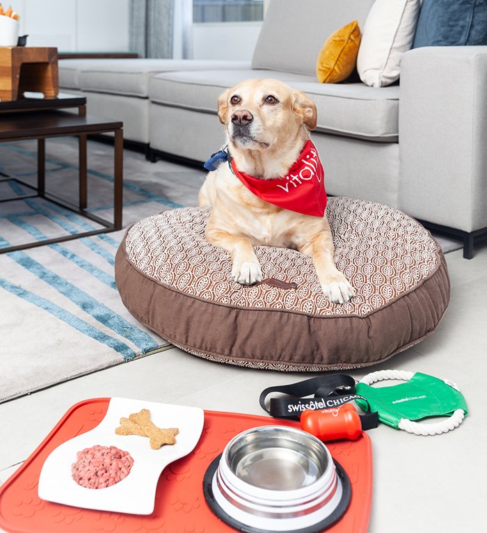 Dog-friendly hotels pamper pets as well as their owners