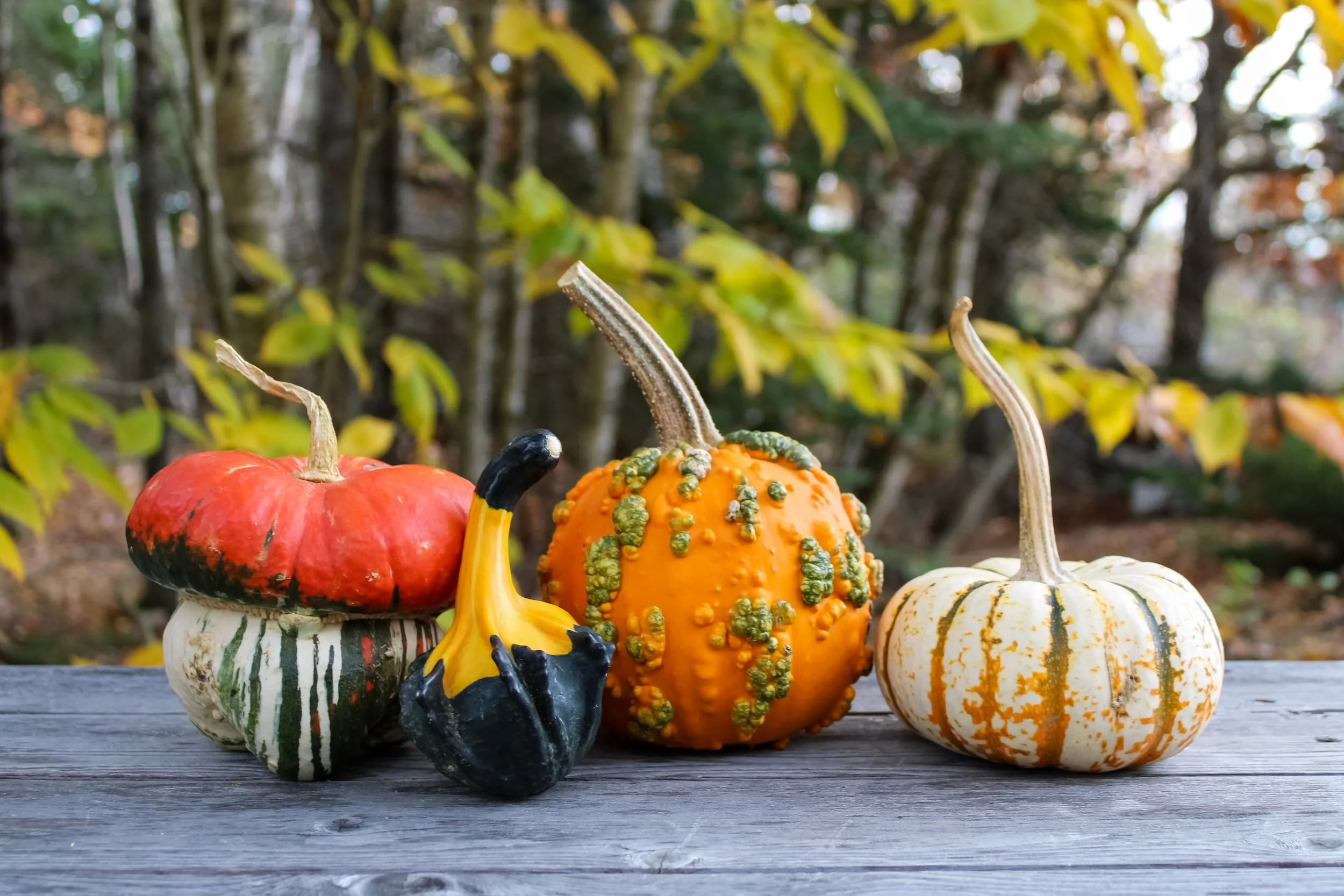 Invite Fall Indoors With Glamorous Gourds & More