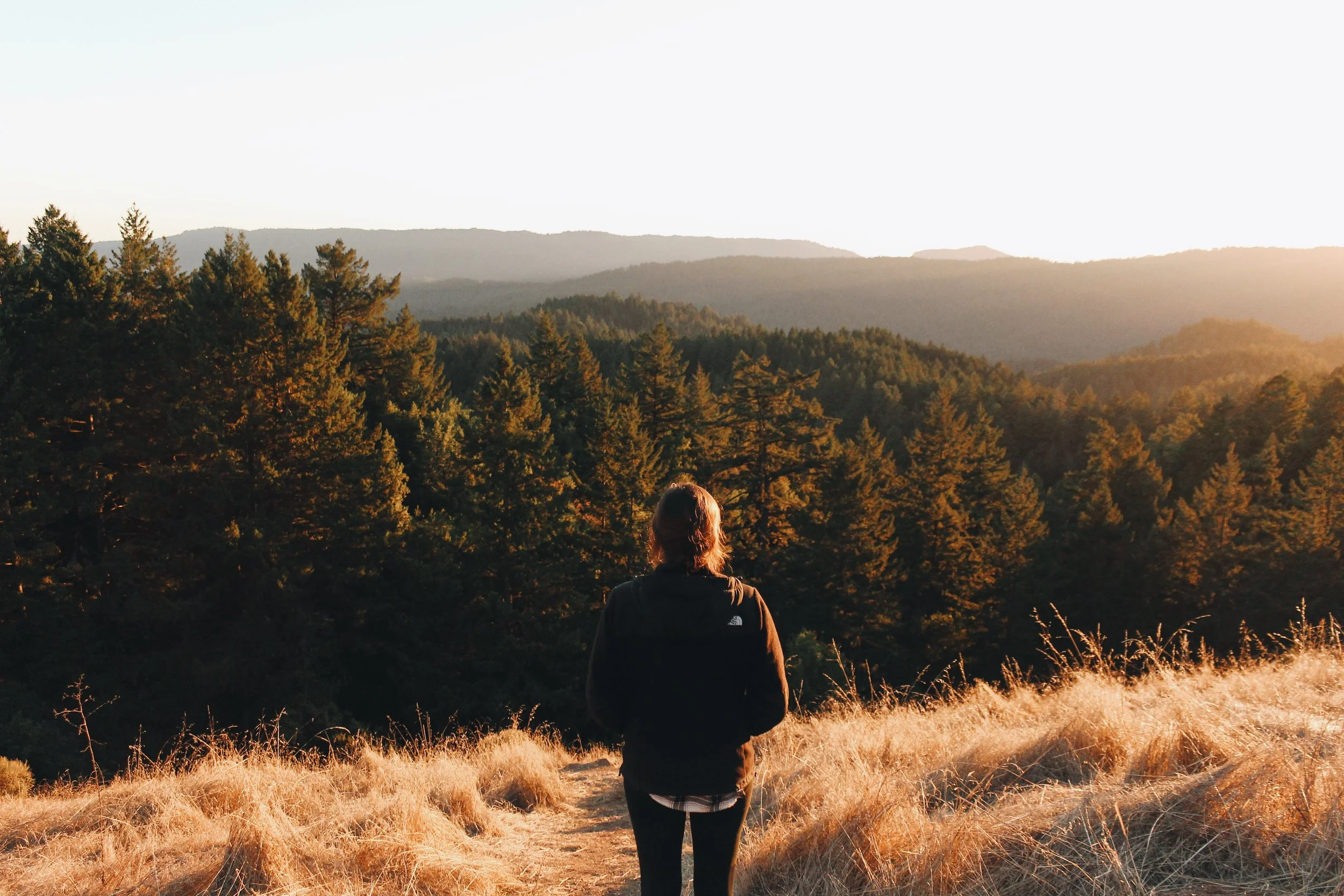 California Series #3: Big Basin Redwoods State Park