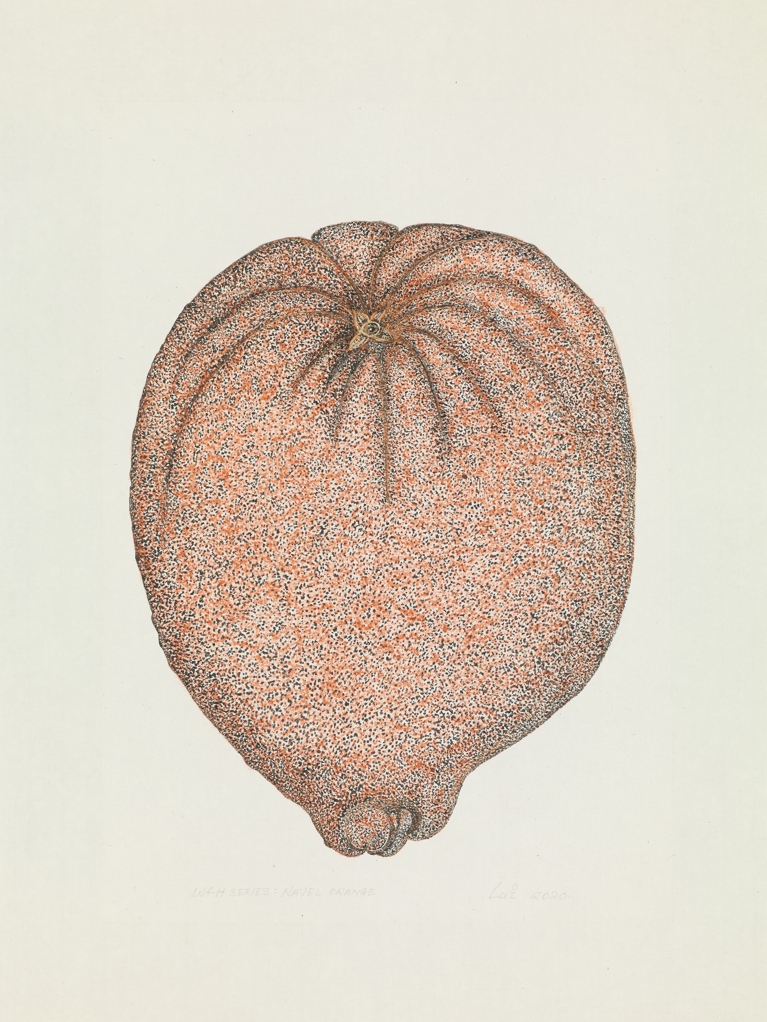 WFH Series - Navel OrangeInk and Colour on Paper  39.5 x 27.5 cm  2020
