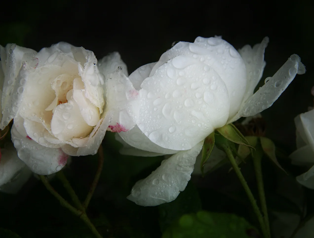 white-roses-with-waterdrops-2-1394900.jpg