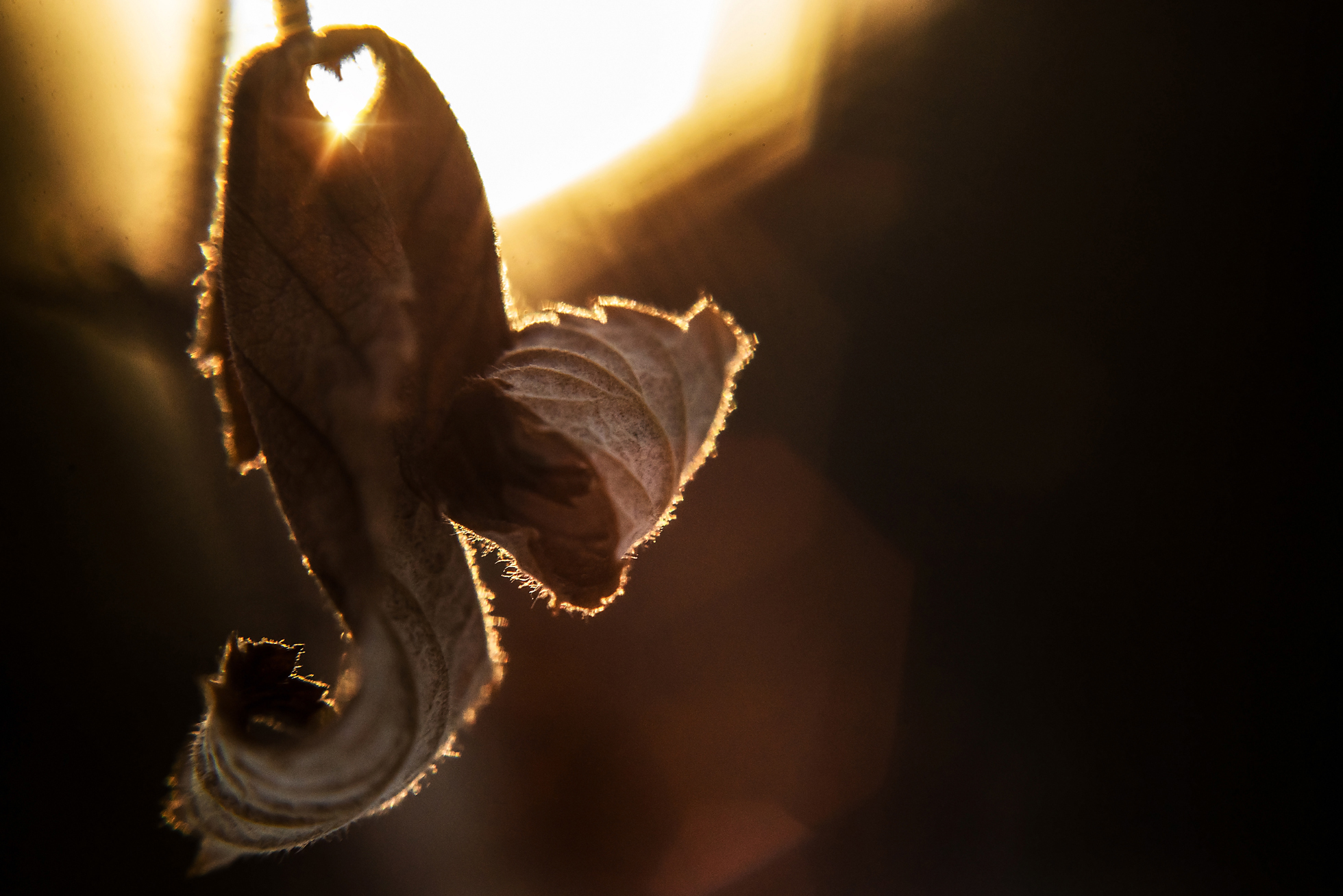 reverse macro