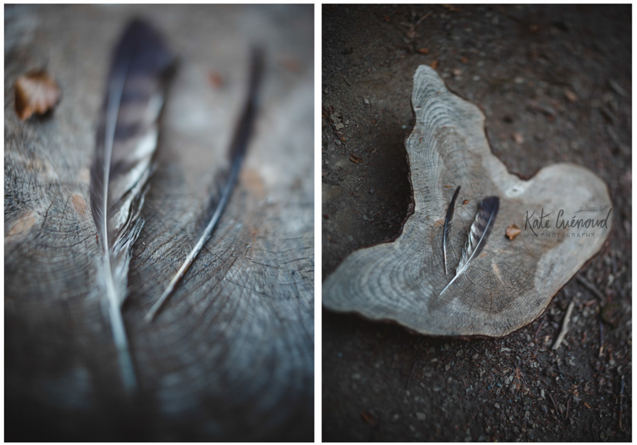 feathers.jpg