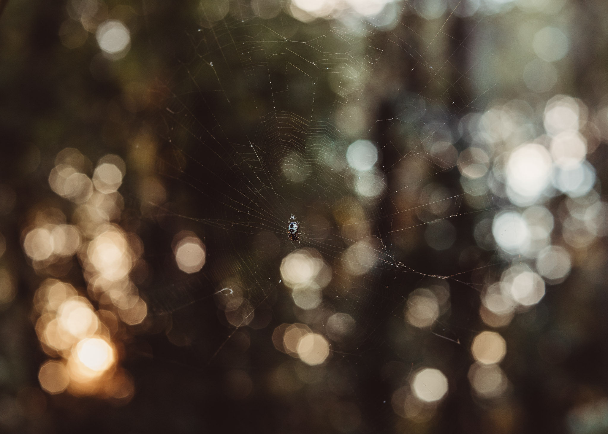 HS_feature-7.jpg