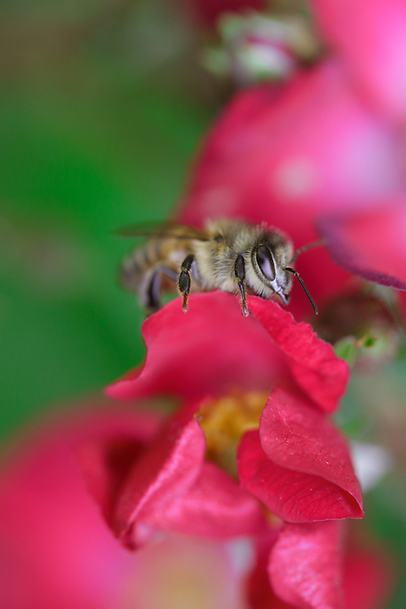 Canon EF 100mm f/2.8 Macro