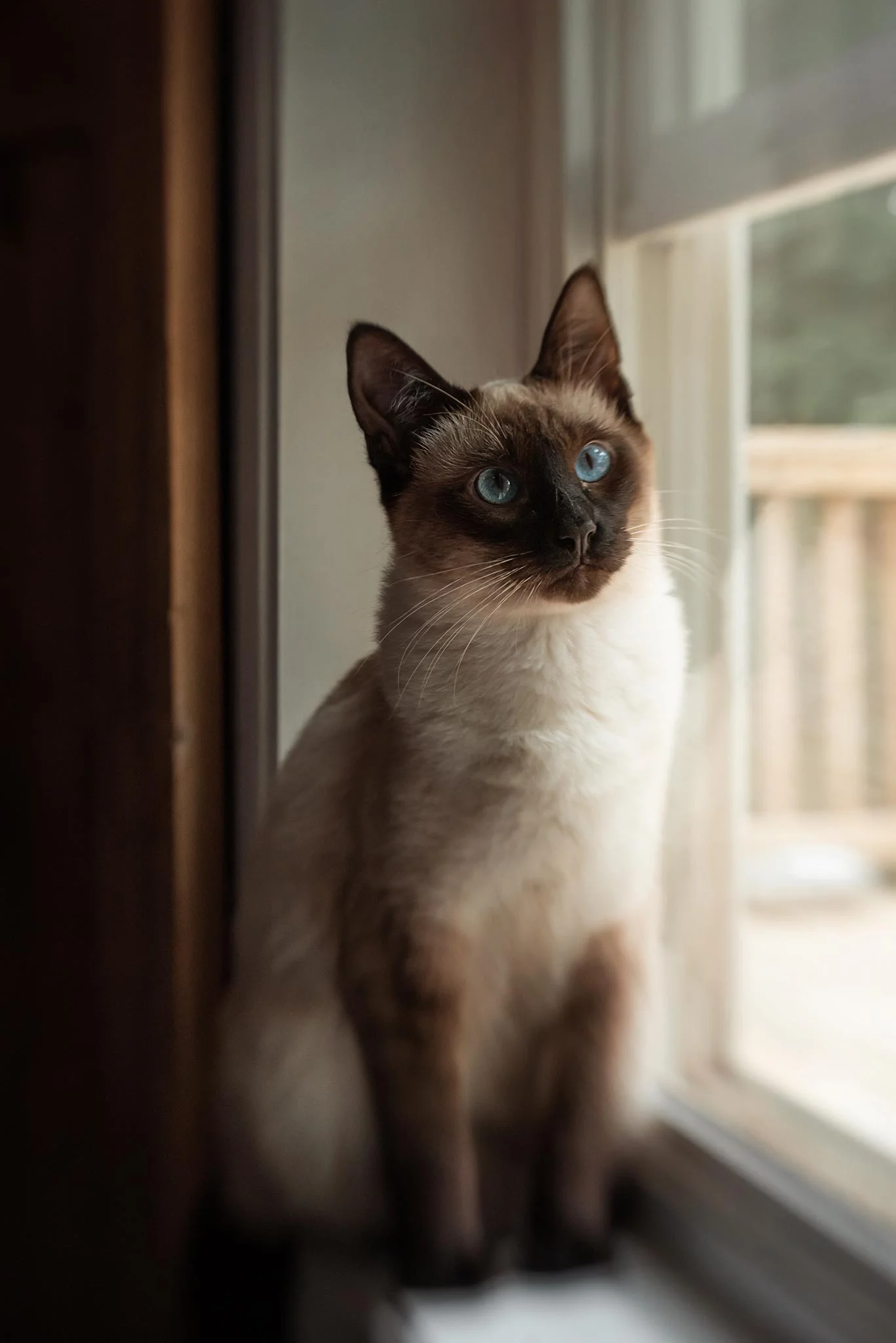 12:31 pm… Pretty Mr. Pickles Lensbaby Sweet 50, ISO 1250, f 5.6, 1/160s