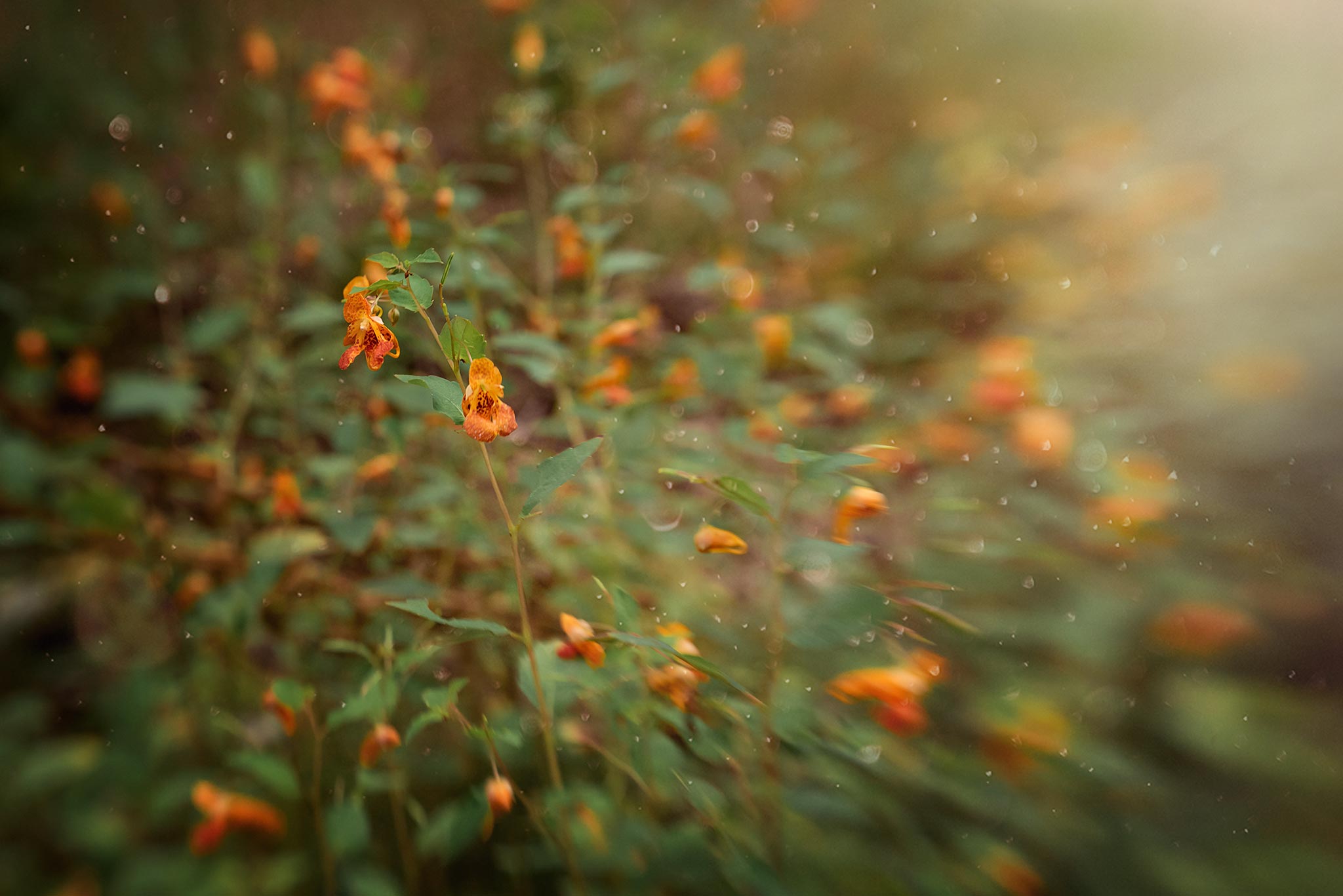 7:22 pm… Flowers by the driveway Lensbaby Sweet 50, ISO 1250, f 5.6, 1/125s