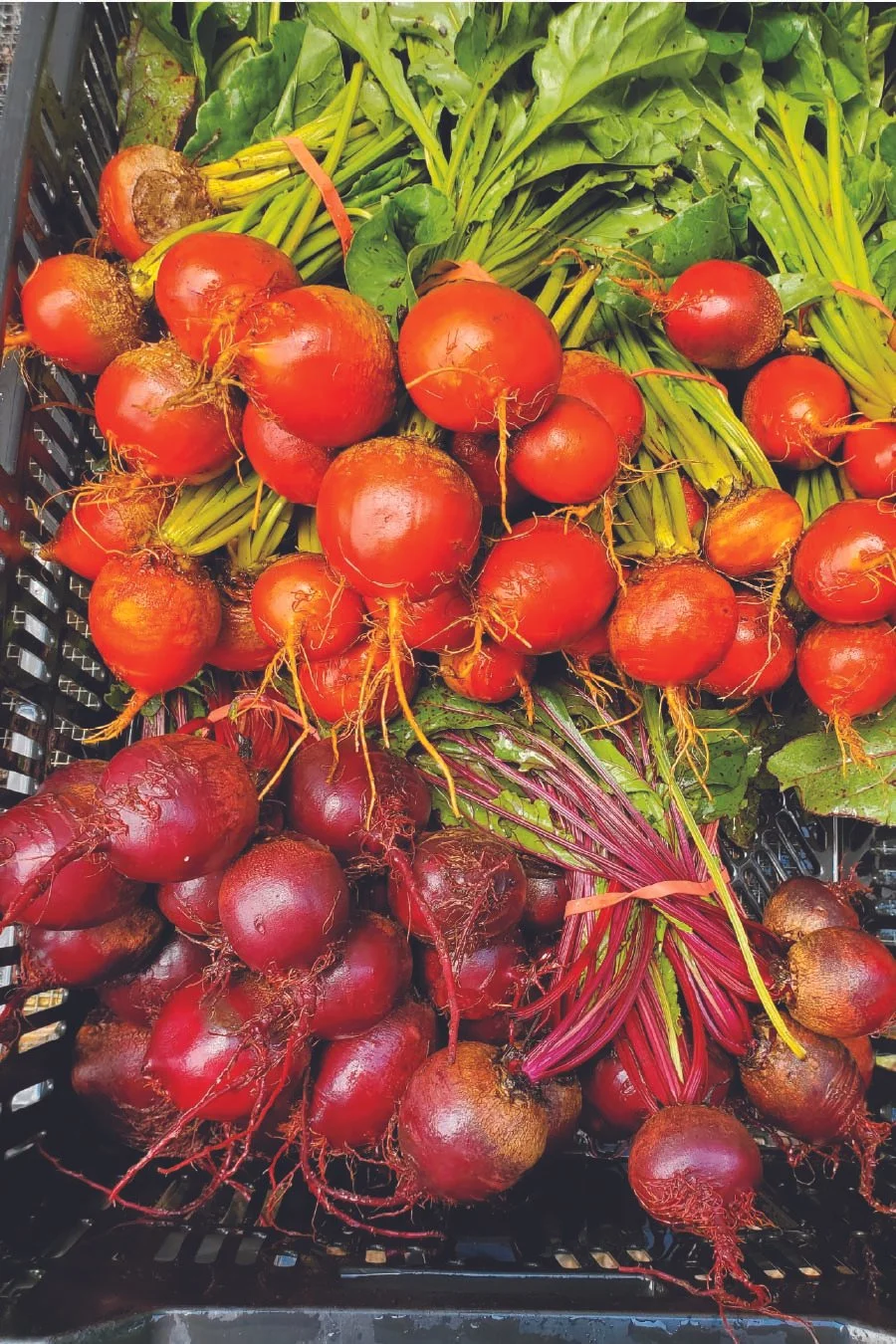 fruits and veggies-05.jpg