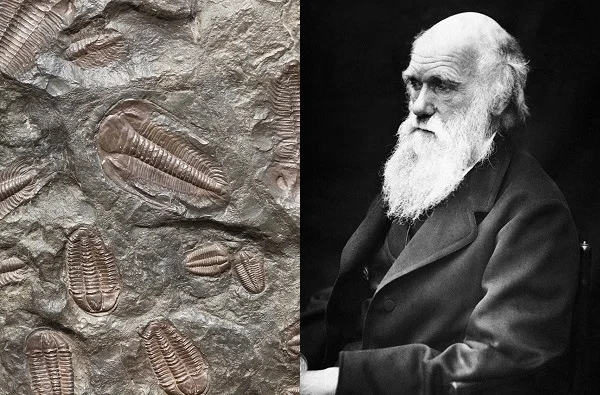 Darwin-fossils-600x450.jpg