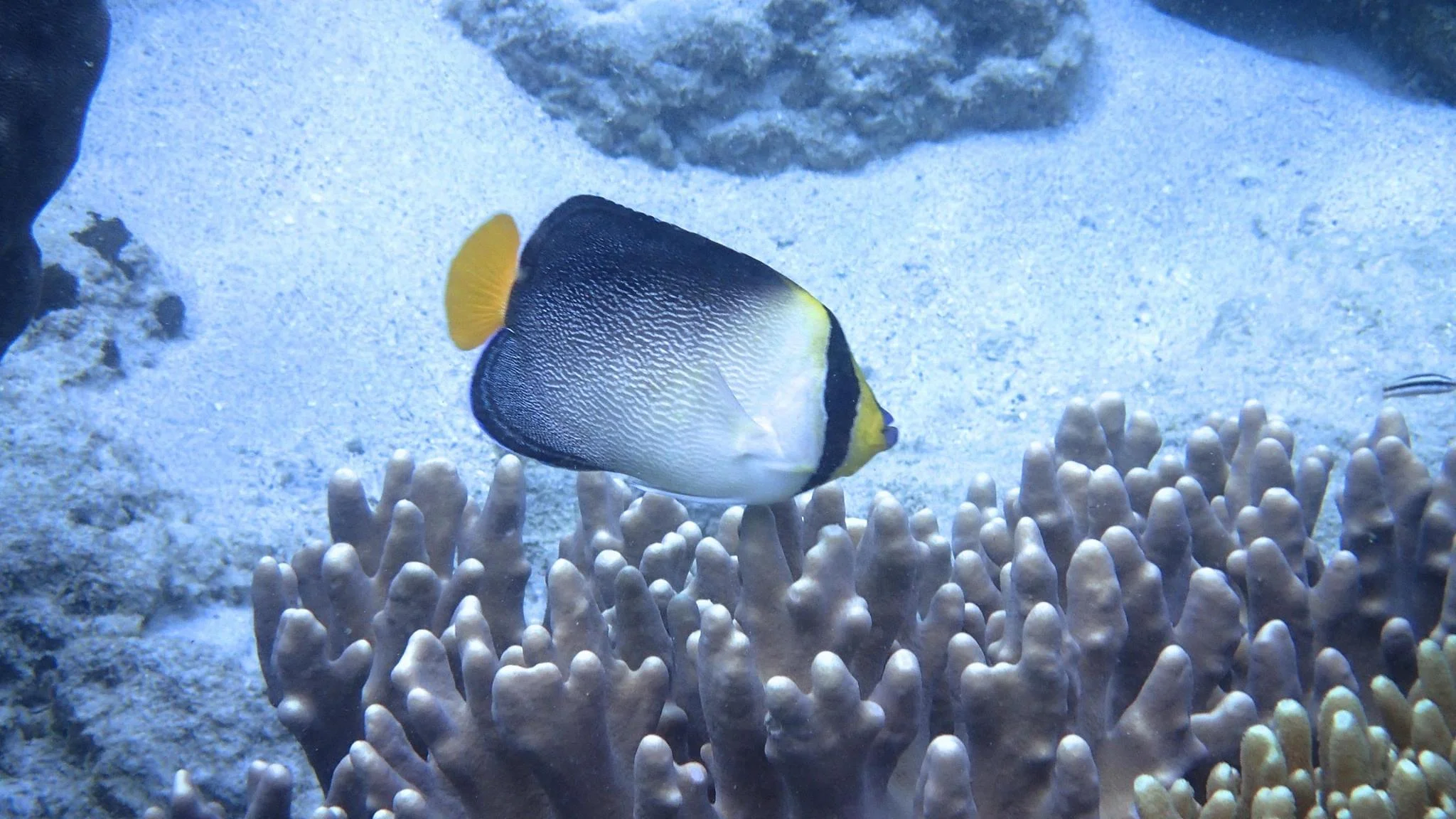 Raja Ampat Diving - Butterfly Fish - MahaRaja Eco Dive Lodge