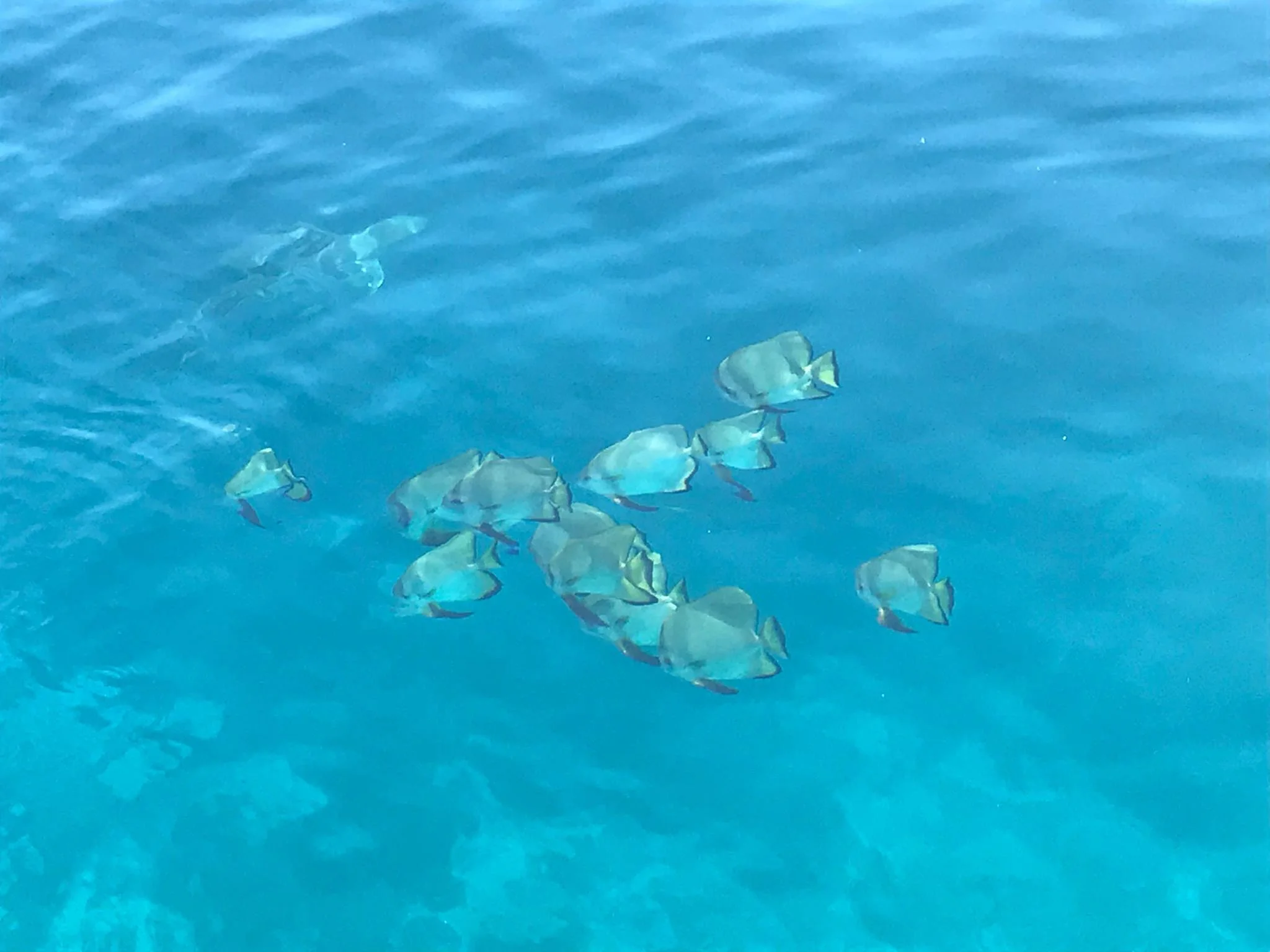 Raja Ampat Diving - Crystal-clear Waters - School of Angel Fish - MahaRaja Eco Dive Lodge