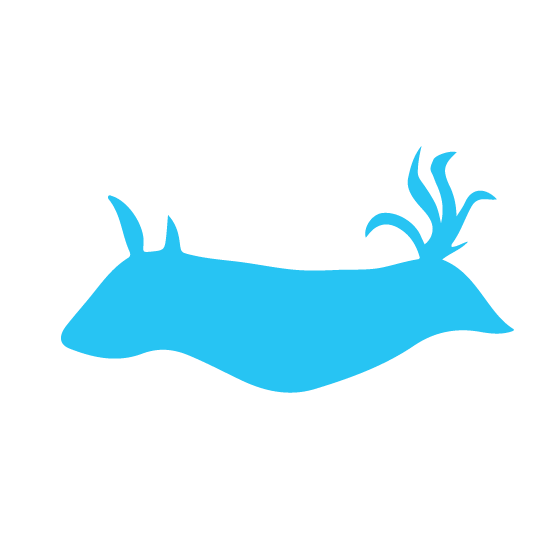 MahaRaja Eco Dive Lodge - Logo Icon - Nudibranch 