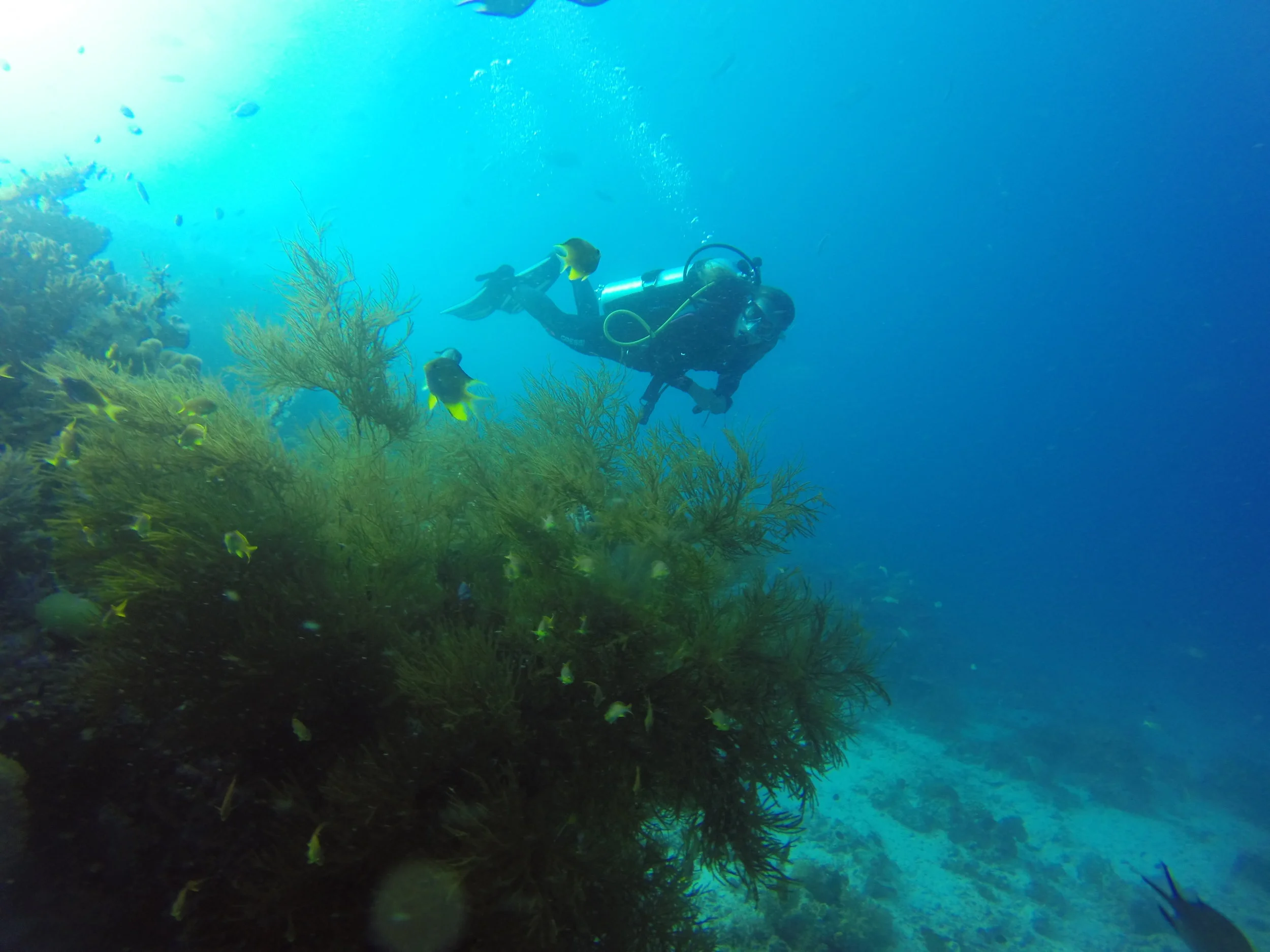 Raja Ampat Diving - Exploring the reef at the MahaRaja Eco Dive Lodge