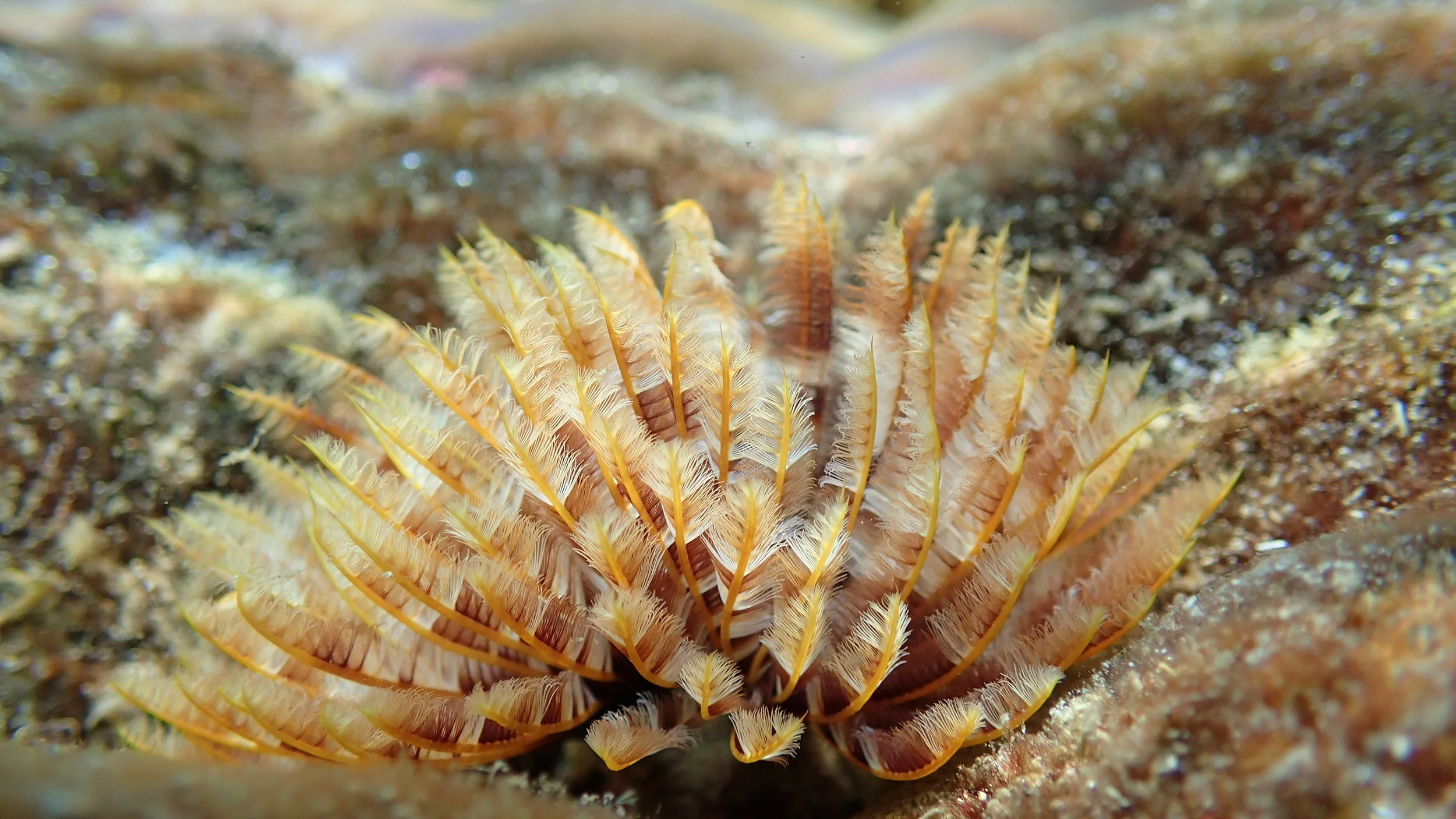 Raja Ampat Diving - Unique sea creatures - MahaRaja Eco Dive Lodge, 