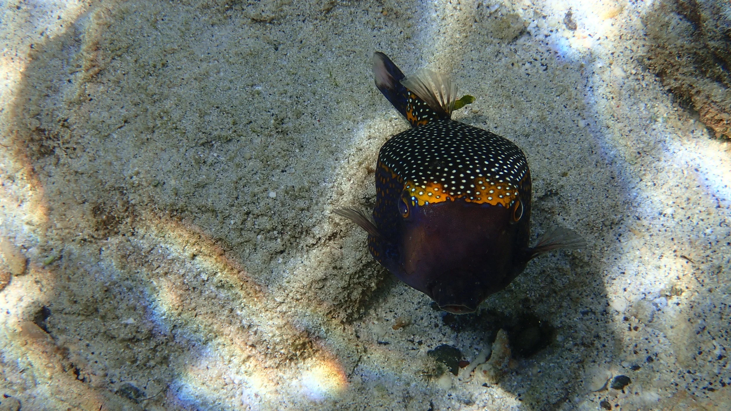 Raja Ampat Diving - Box Fish - MahaRaja Eco Dive Lodge