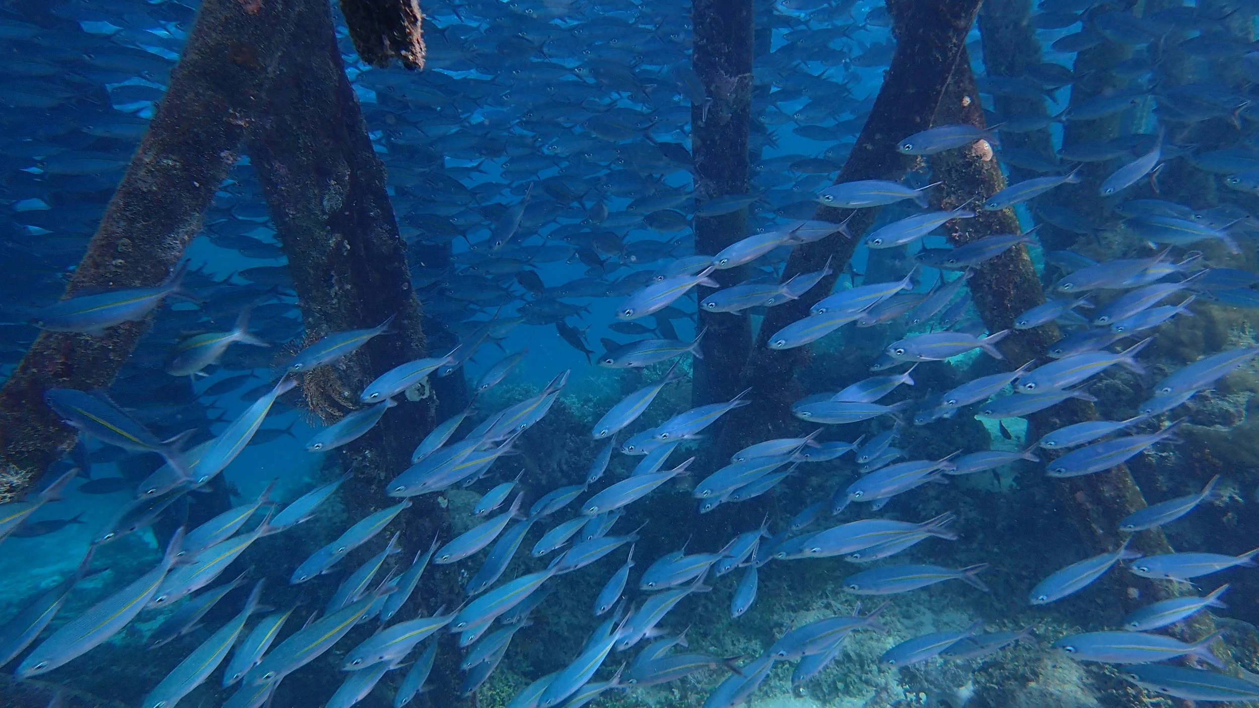 Raja Ampat - School of fish under the jetty - MahaRaja Eco Dive Lodge